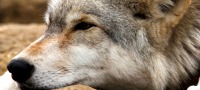 Photography with Wolves
