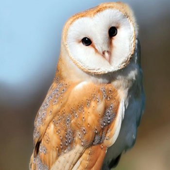 Owl Experience Essex