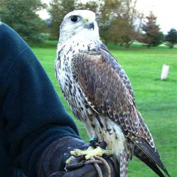 Kids Falconry North Warwickshire