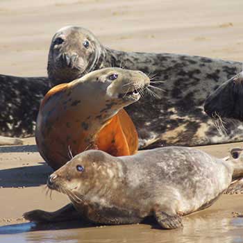 Wildlife & Wind Adventure