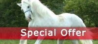 Save on Shire Horse Experience from Into the blue