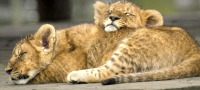 Safari Photography Day Workshop