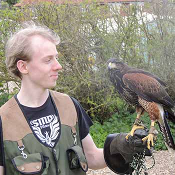 Falconry Suffolk 