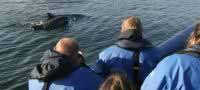 Sealife Watching Scotland