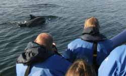 Sealife Watching Scotland