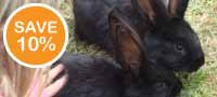 Animal Keeper Experience in Sussex 