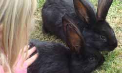 Animal Keeper Experience in Sussex