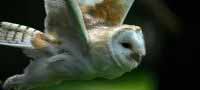 Owl Handling Evening