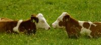 Be a Farmer in Cheshire
