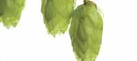 Grow Your Own Beer Hops