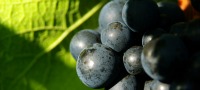 Vineyard Tours & Lunch West Sussex 