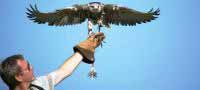 Falconry Gloucestershire