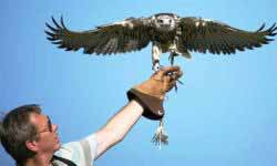 Falconry Gloucestershire