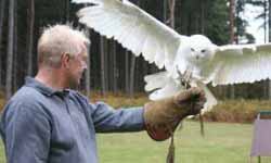 Falconry Derbyshire
