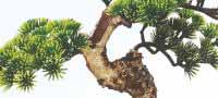 Grow Your Own Bonsai Tree