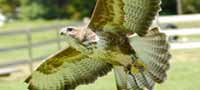 Falconry East Sussex