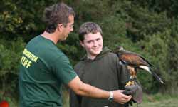 Falconry Taster East Sussex