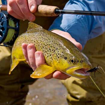 Fly Fishing Tunbridge Wells