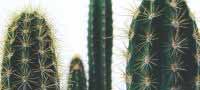Grow Your Own Catcus Plant