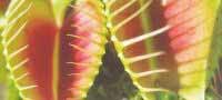 Grow Your Own Carnivorous Plants