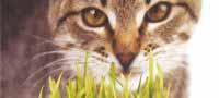 Grow Your Own Cat Grass