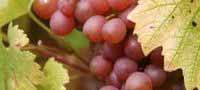 Wine Tours in Cambridgeshire