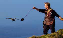 Falconry Cumbria