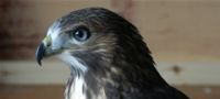 Falcon Experience Yorkshire