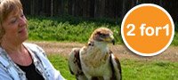 Half Day Falconry - 2 for 1 SPECIAL OFFER
