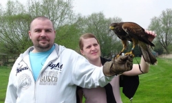 Falconry Suffolk