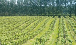 Vineyard Tour and Lunch East Sussex