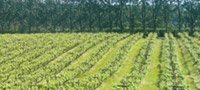 Vineyard Tour and Lunch 
