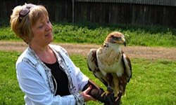 Falconry in Kent