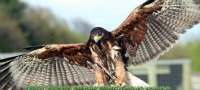 Half Day Falconry York