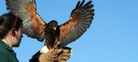 Full Day Falconry York