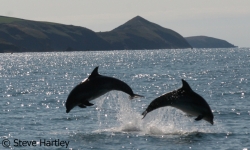 Marine Tour Wales
