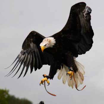 Ultimate Bird of Prey Dorset