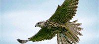 Falconry Taster Gloucs