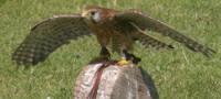 Peregrine Falcons - Eagle Owls Experience - Lincolnshire