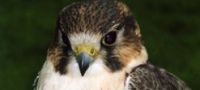 Hawking Falcon Experience Sussex