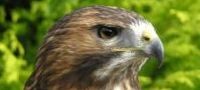 Falconry Northumberland