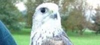 Hawking - Falconry Warwickshire