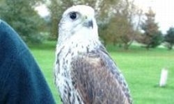 Kids Falconry North Warwickshire