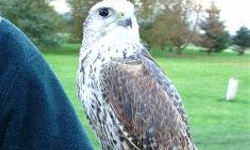 Falconry North Warwickshire