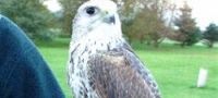 Hawking - Falconry Warwickshire