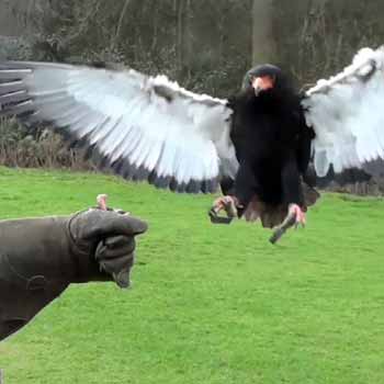 Raptor Encounter Cheshire
