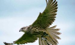 Falconry Taster Gloucs