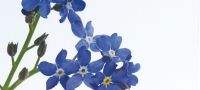 Grow Your Own Forget Me Not
