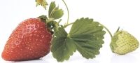 Grow Your Own Fruit Selection