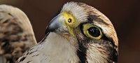 Full Day Falconry Essex